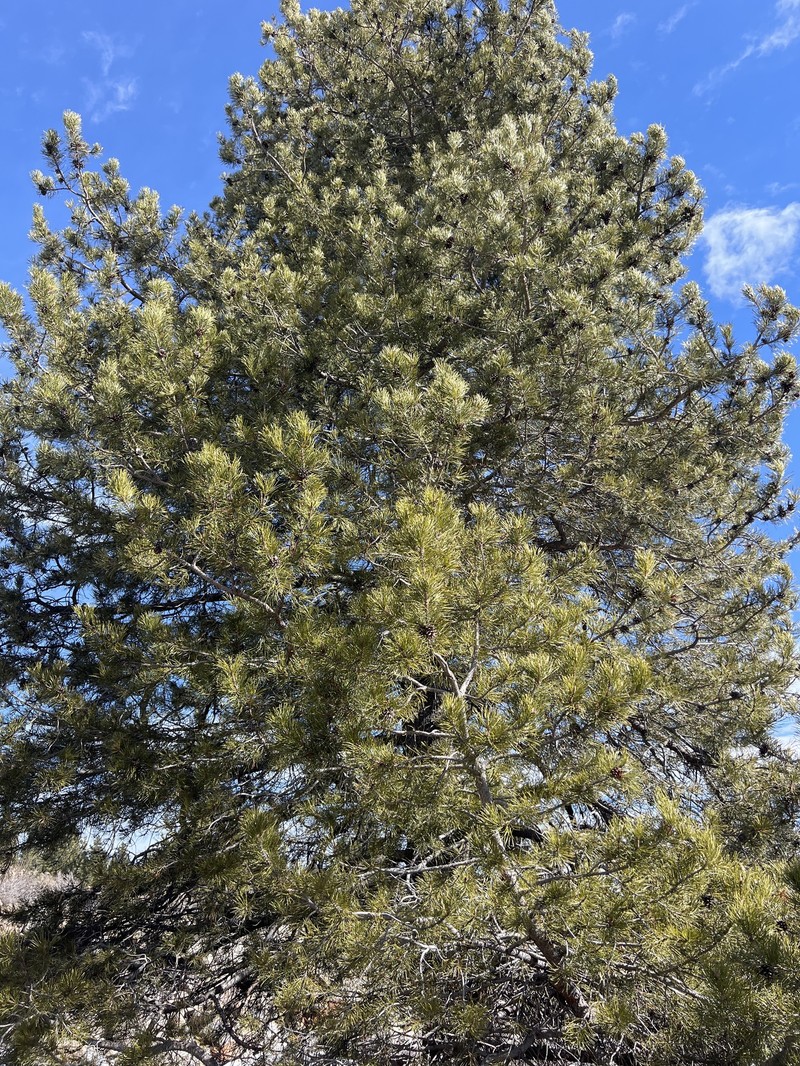 Pinus contorta var. murrayana photo 3