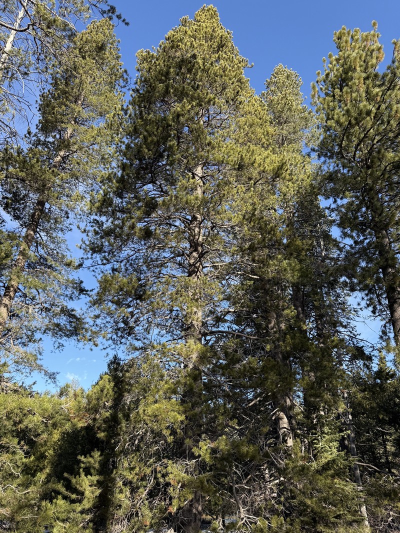 Pinus contorta var. murrayana photo 4