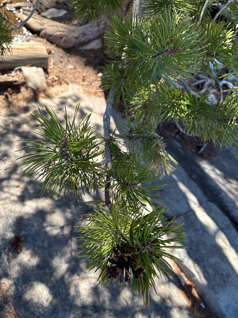 Pinus contorta var. murrayana photo 5