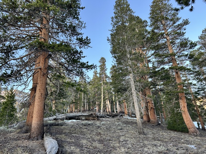 Pinus contorta var. murrayana photo 6
