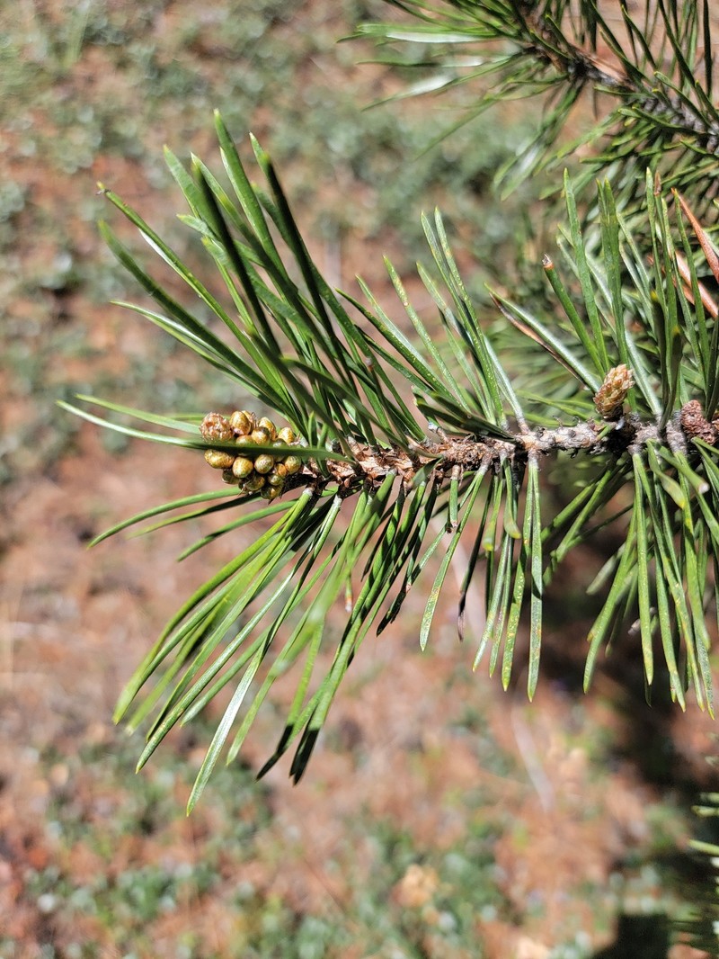 Pinus contorta var. murrayana photo 7