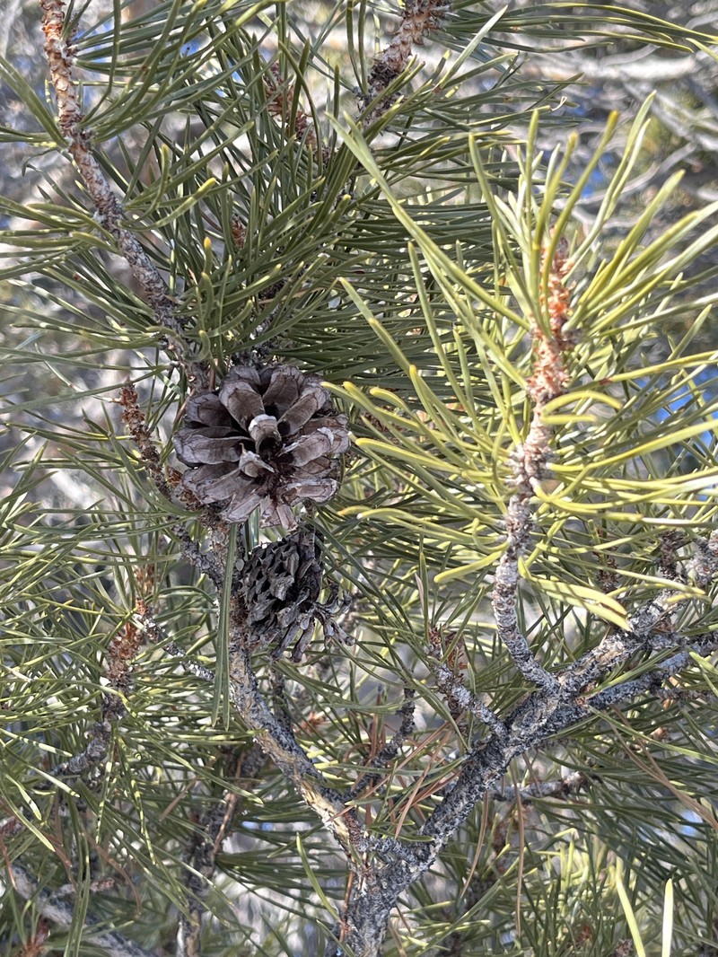 Pinus contorta var. murrayana photo 8