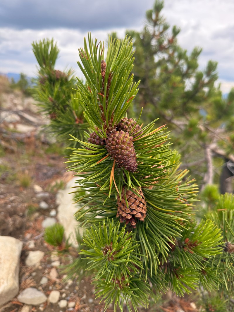 Pinus contorta var. yukonensis