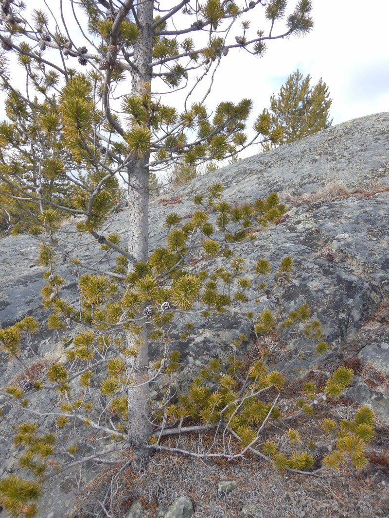 Pinus contorta var. yukonensis photo 2