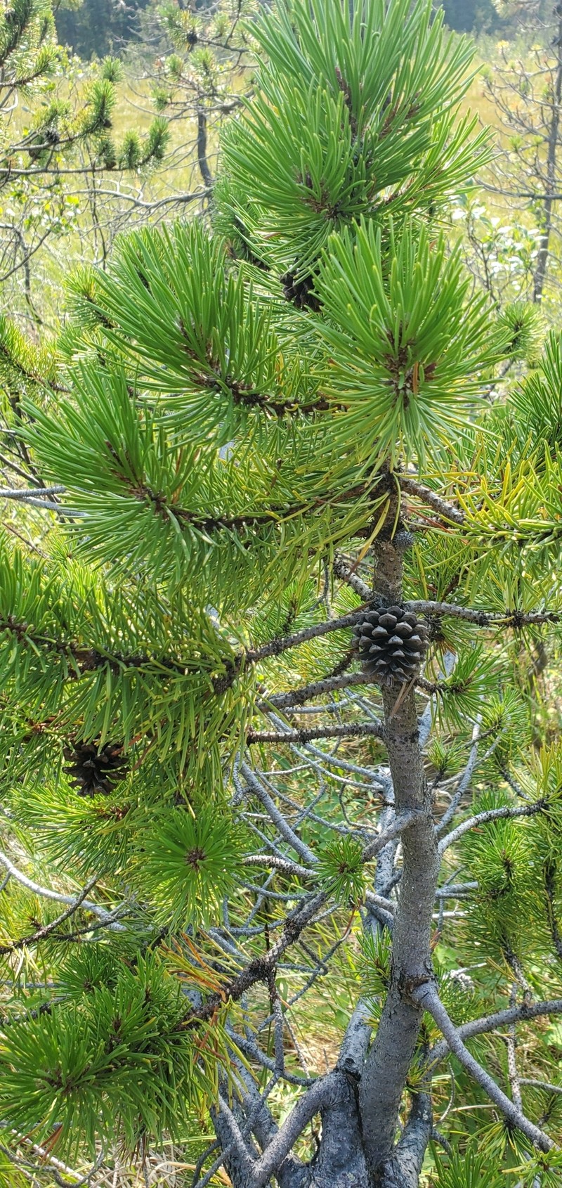 Pinus contorta var. yukonensis photo 3