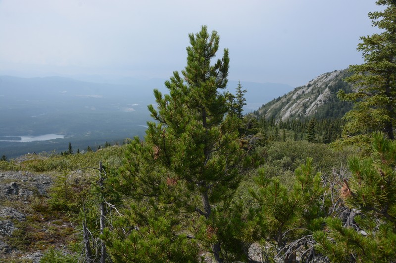 Pinus contorta var. yukonensis photo 4
