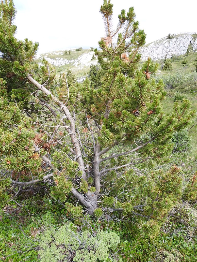 Pinus contorta var. yukonensis photo 5