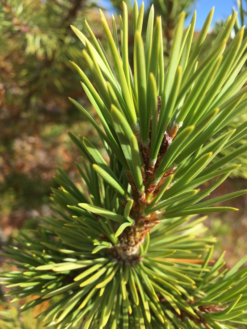 Pinus contorta var. yukonensis photo 6