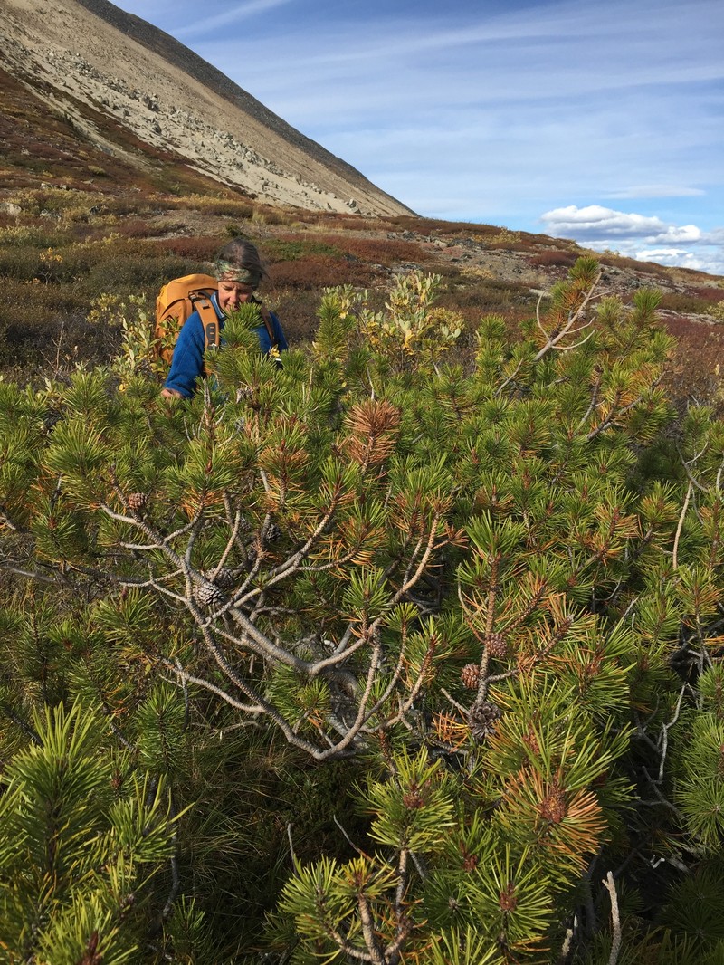 Pinus contorta var. yukonensis photo 8