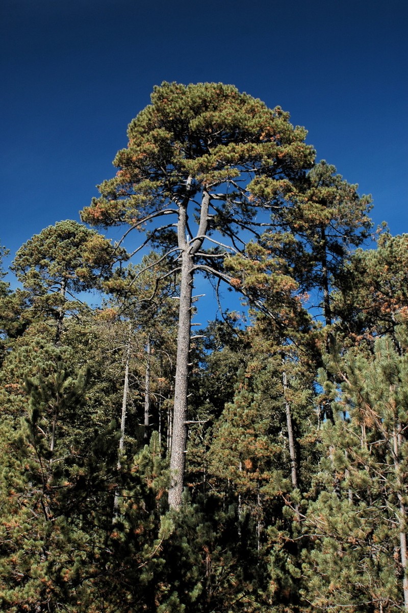 Pinus cooperi