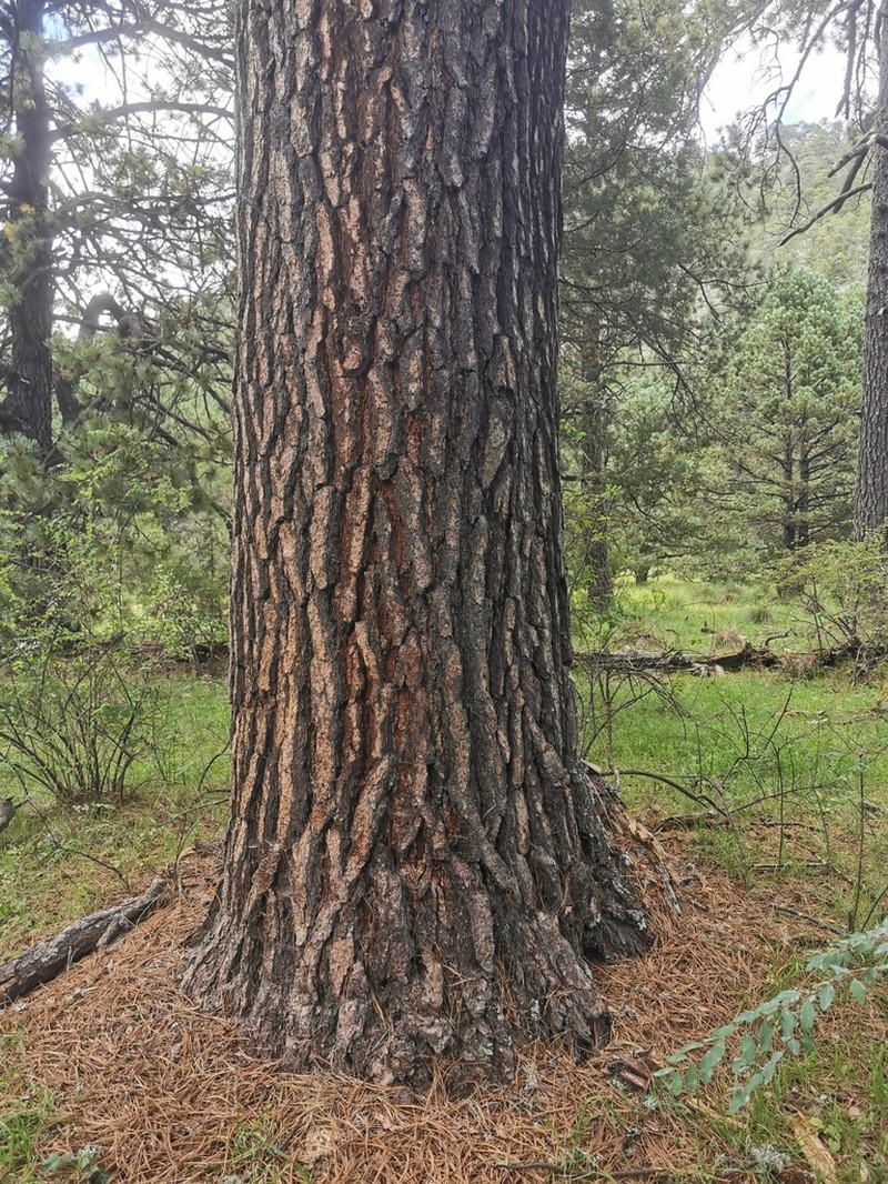 Pinus cooperi photo 2