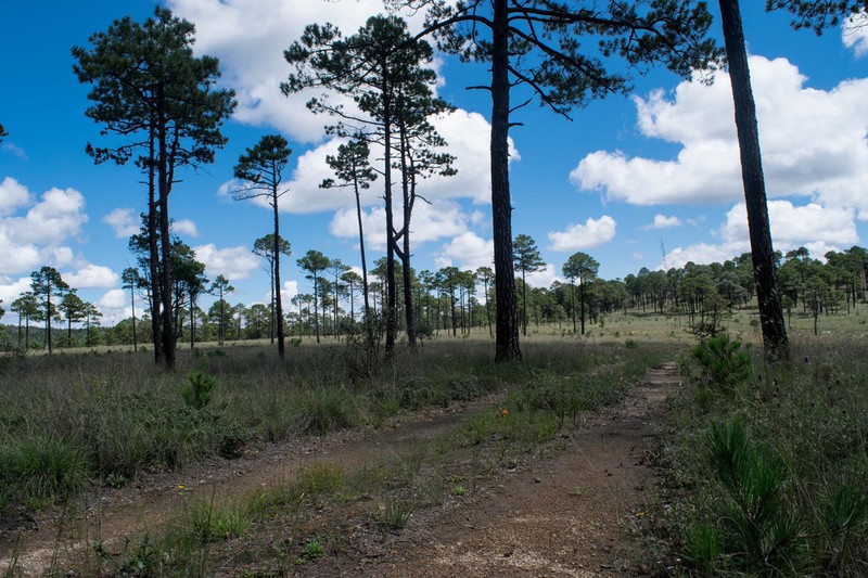 Pinus cooperi photo 3