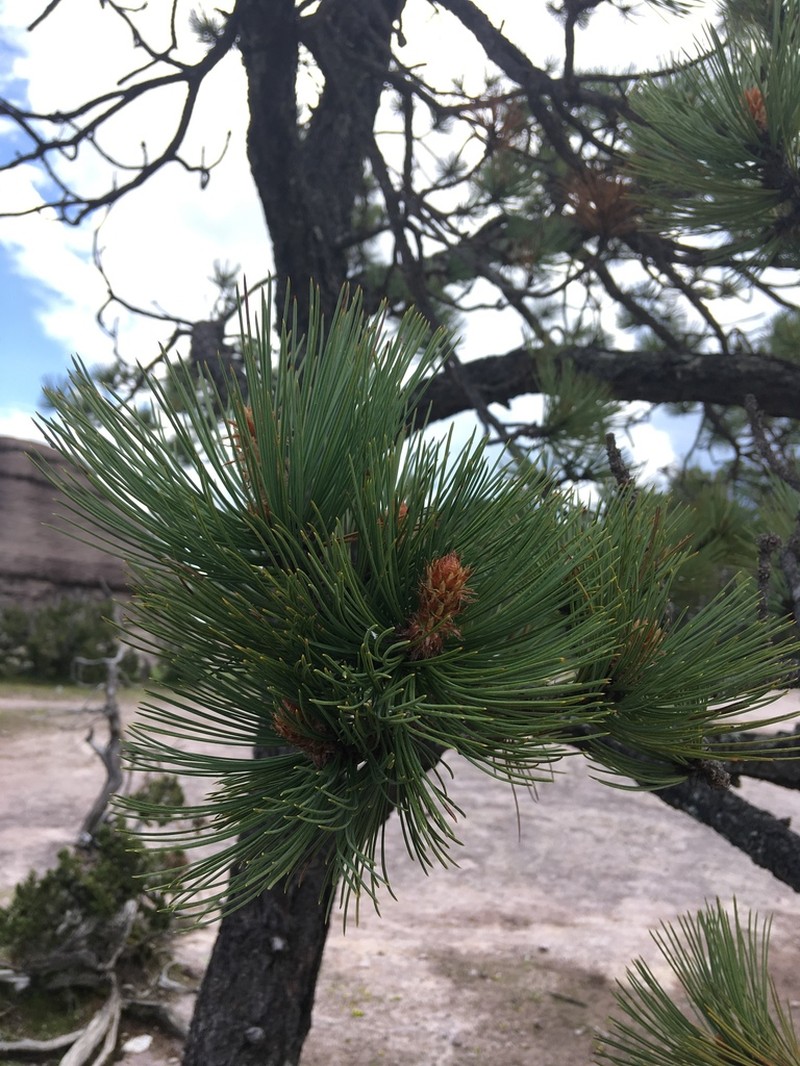 Pinus cooperi photo 4