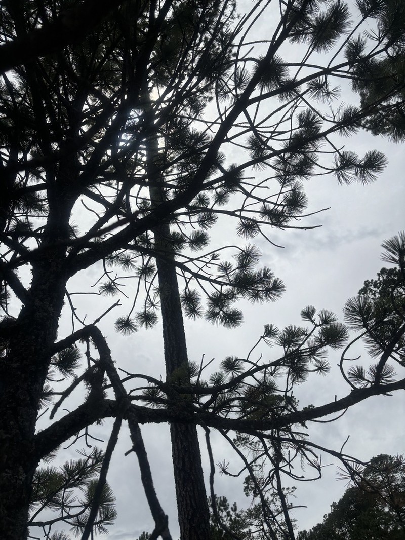 Pinus cooperi photo 5