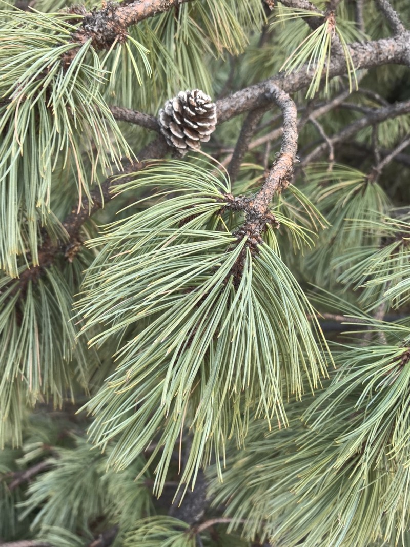Pinus cooperi photo 6