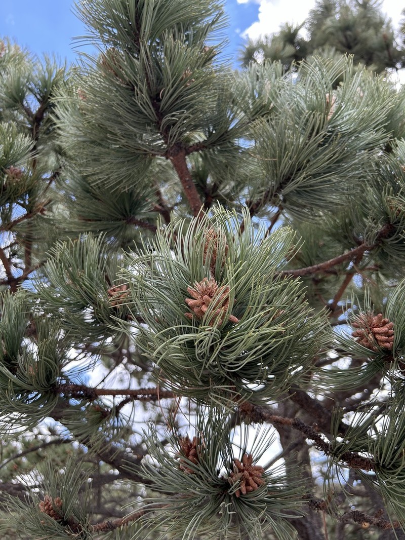 Pinus cooperi photo 7