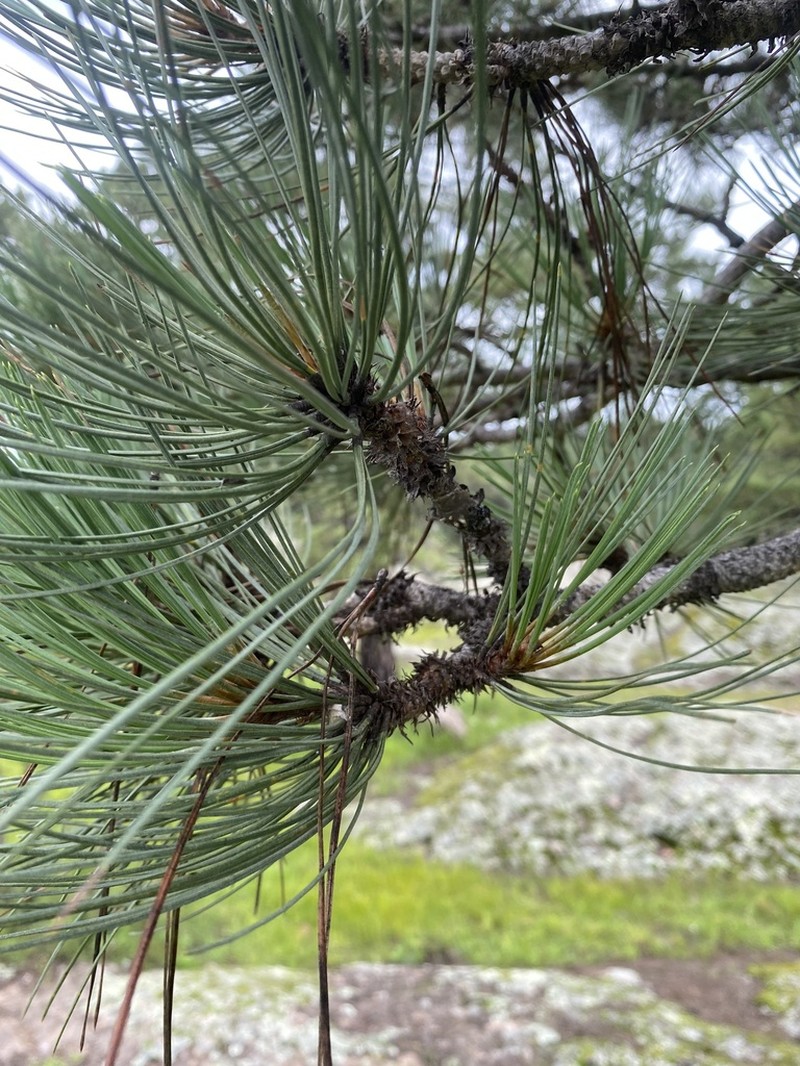 Pinus cooperi photo 8