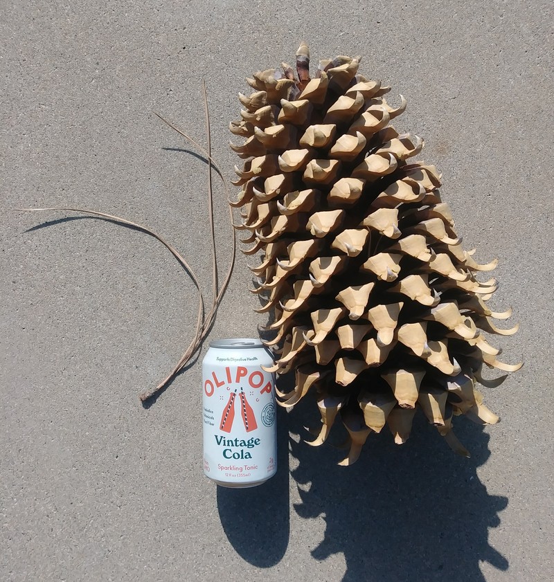 Coulter Pine photo 3