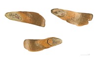 Coulter Pine