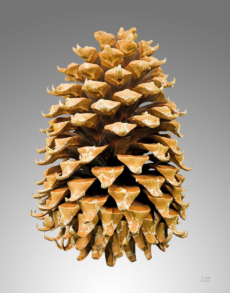 Coulter Pine photo 2