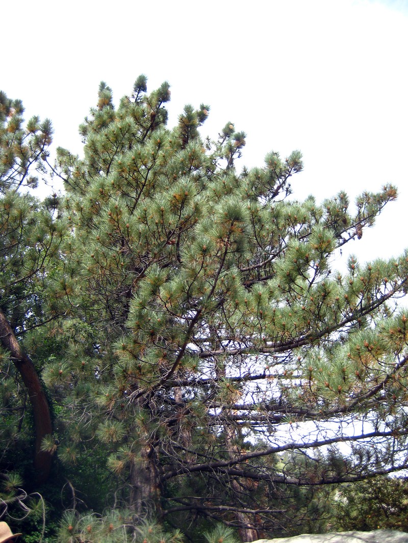 Coulter Pine photo 4