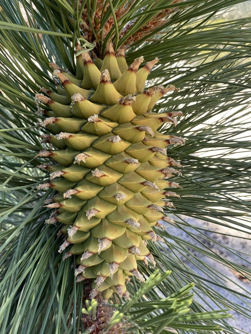 Coulter Pine photo 6