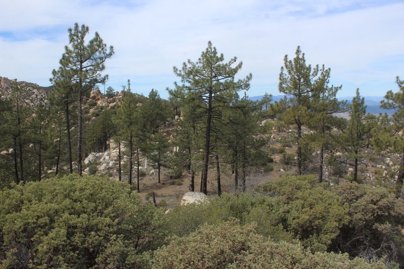 Coulter Pine photo 7
