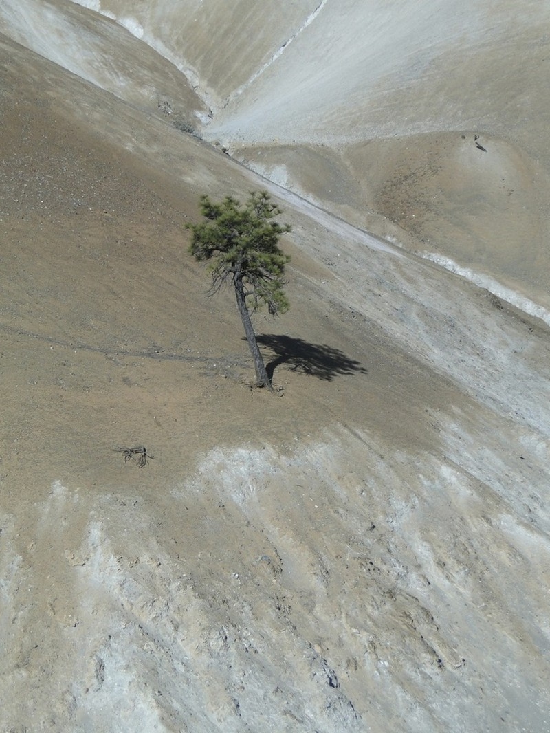 Coulter Pine photo 8