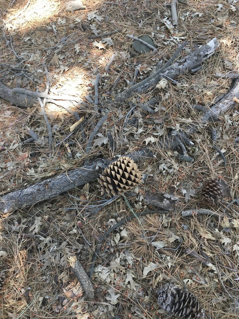 Coulter Pine photo 9