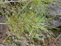 Pinus cubensis