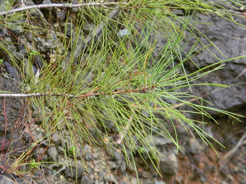Pinus cubensis