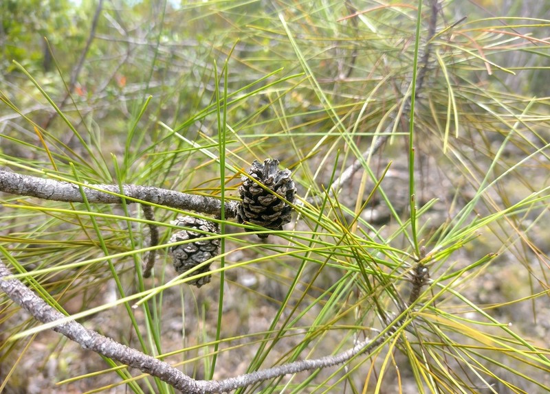 Pinus cubensis photo 4