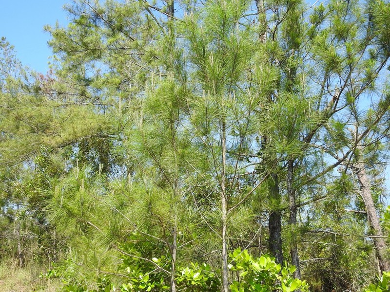 Pinus cubensis photo 5
