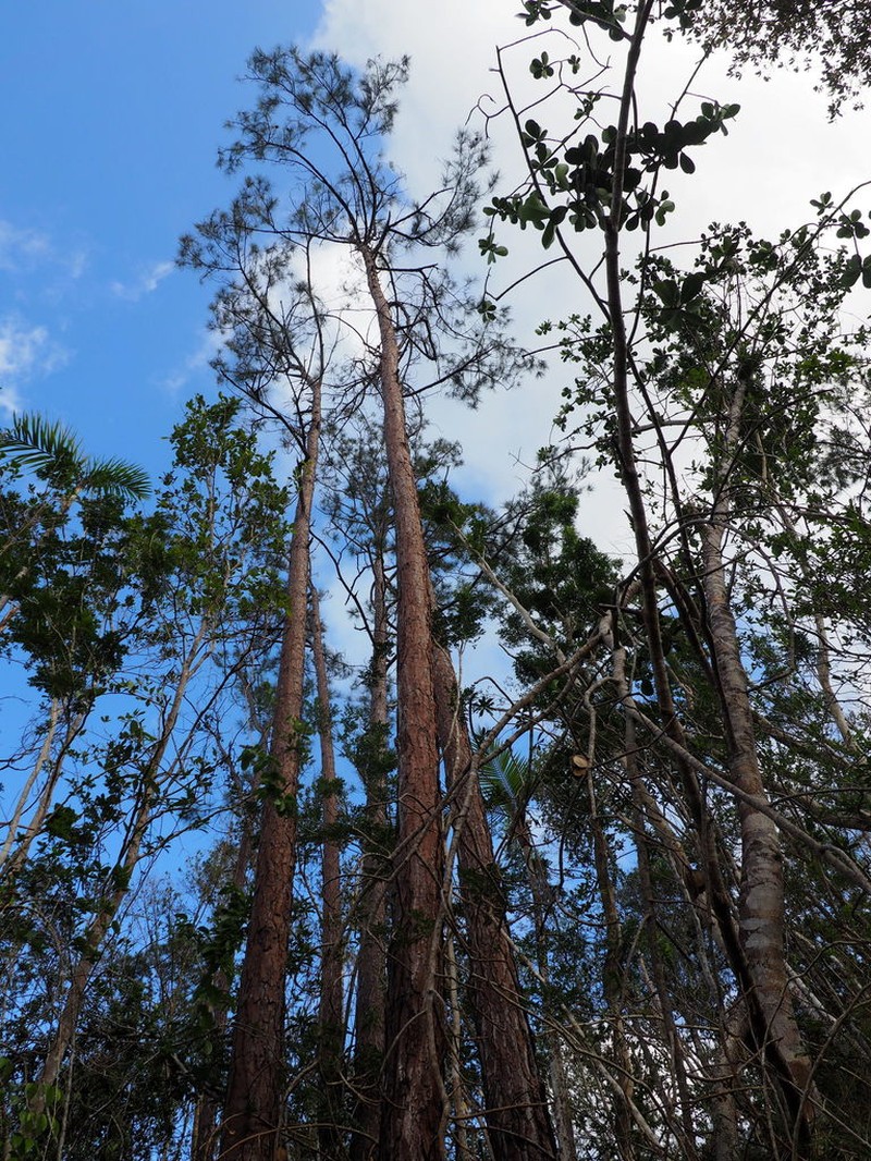 Pinus cubensis photo 6