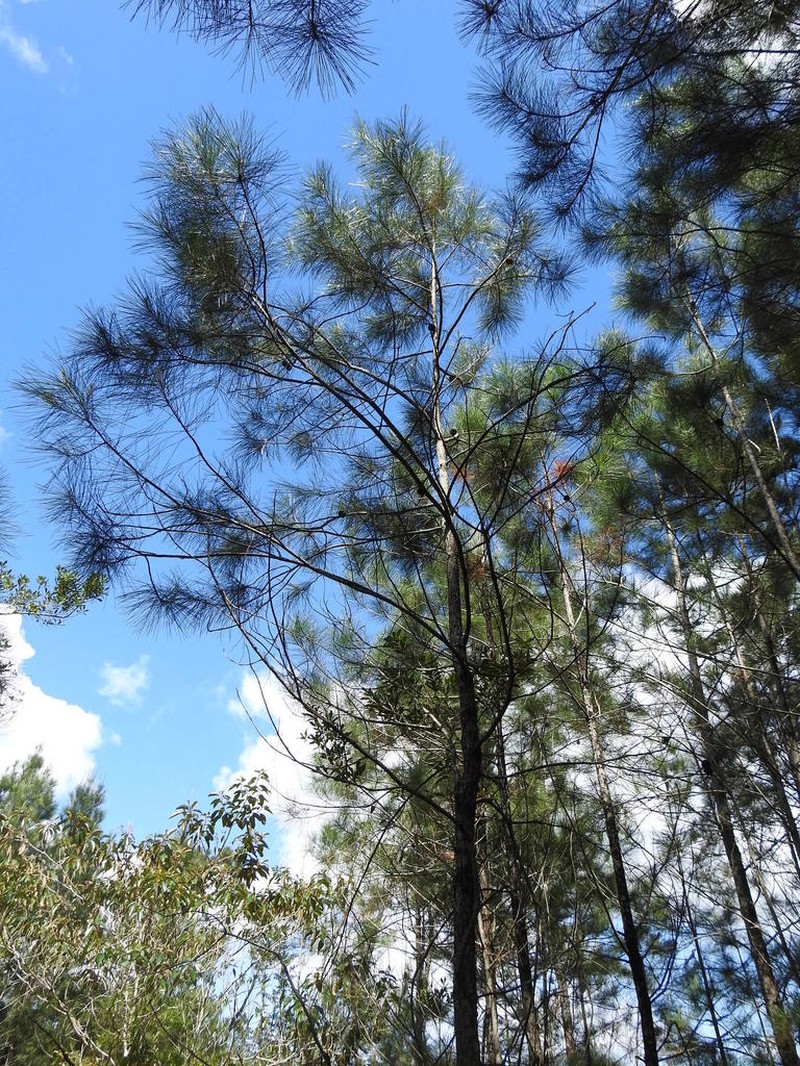 Pinus cubensis photo 7