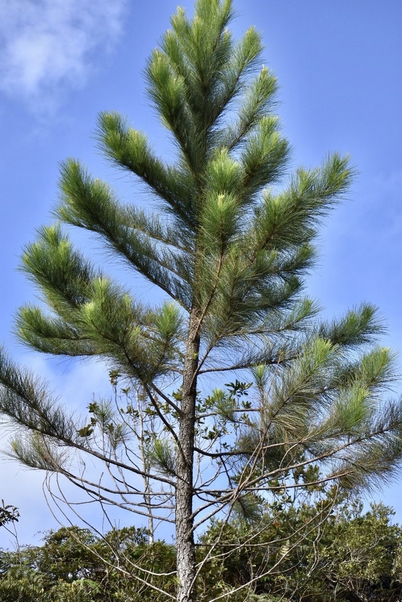 Pinus cubensis photo 8