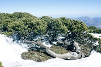 Pinus culminicola