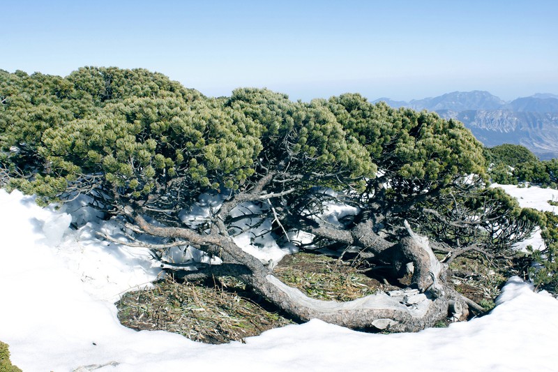 Pinus culminicola