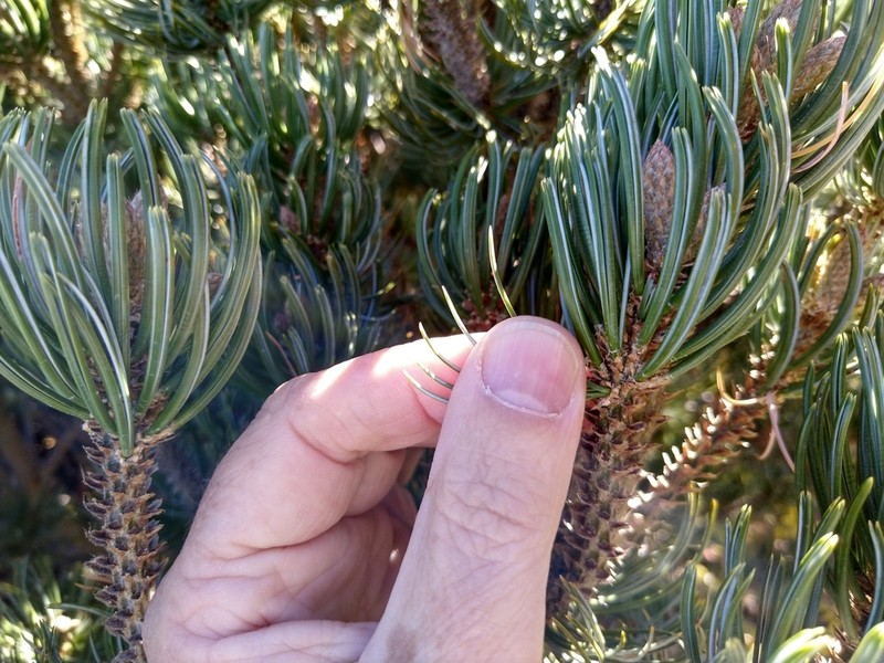Pinus culminicola photo 2