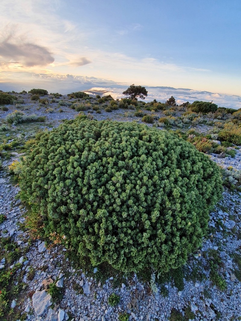 Pinus culminicola photo 4