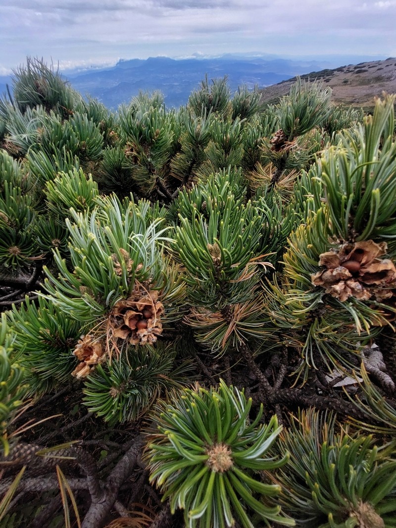 Pinus culminicola photo 5