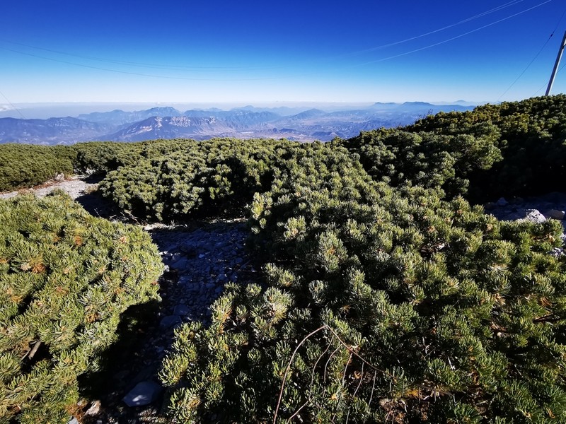 Pinus culminicola photo 6
