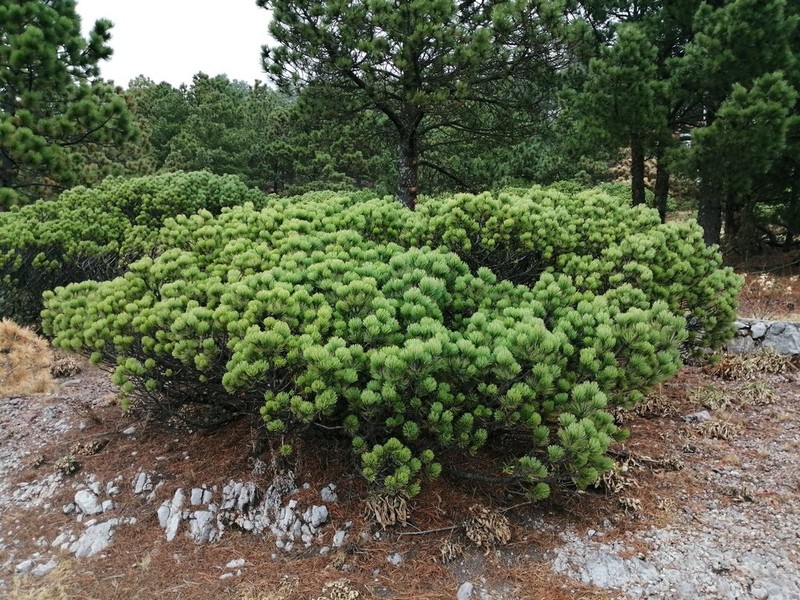 Pinus culminicola photo 7