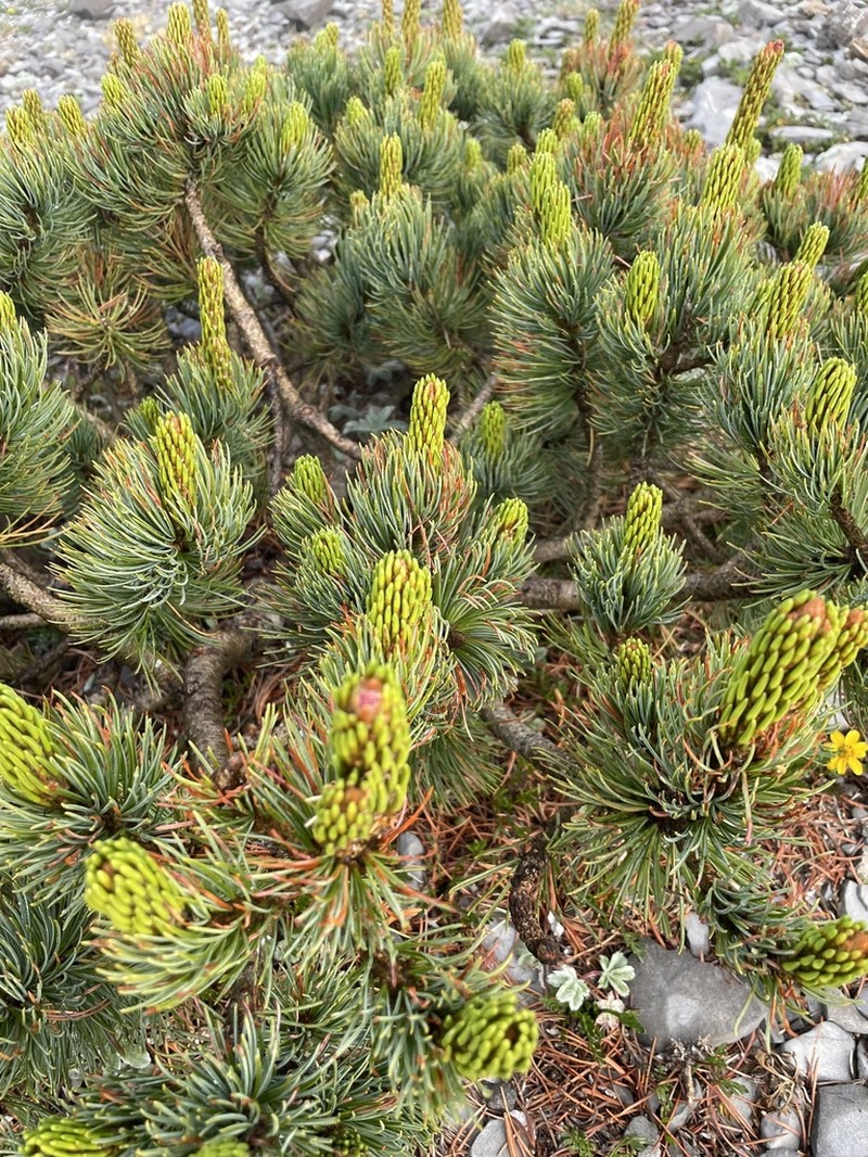 Pinus culminicola photo 8