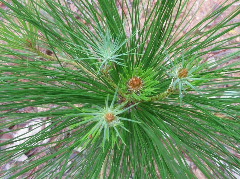 Pinus dalatensis photo 2