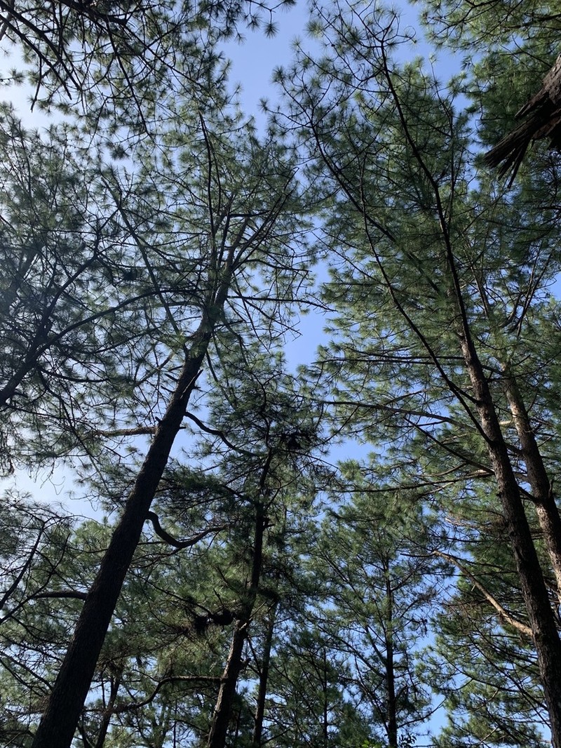 Pinus dalatensis photo 3
