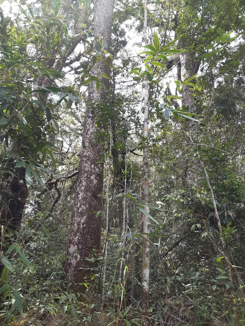 Pinus dalatensis photo 4