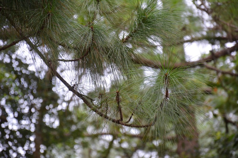 Pinus dalatensis photo 5