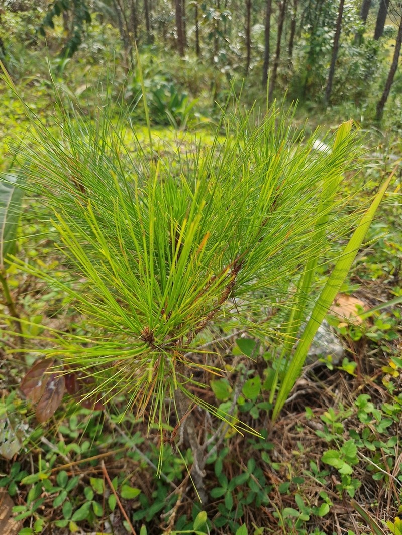 Pinus dalatensis photo 6