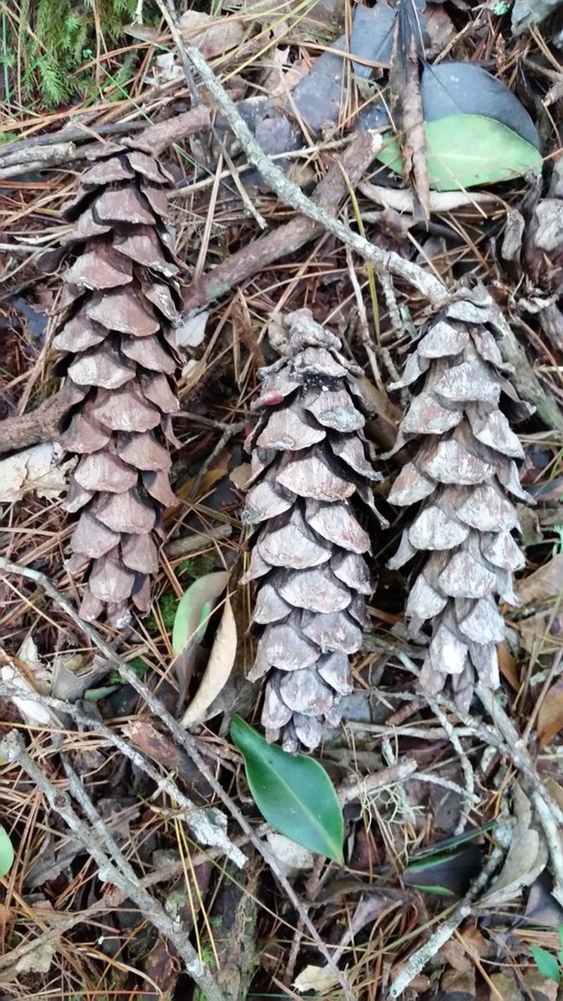 Pinus dalatensis photo 7